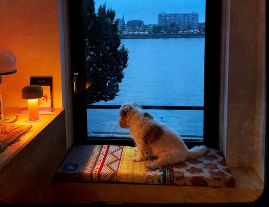 Zitkussen voor hondje Bep